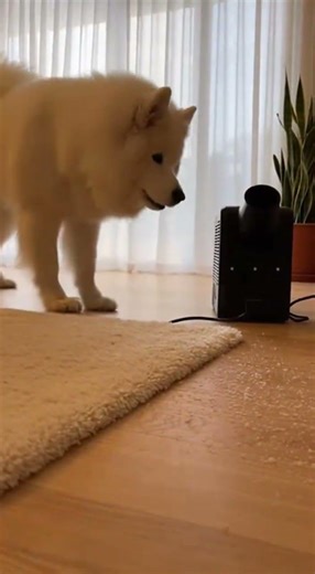 Samoyed's Snowy Surprise! ❄️🐕 #Samoyed #FunnyDog #SnowMachine
