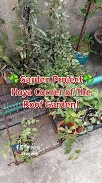 Garden Project - Hoya Plant Corner, Set 40+ Hoyas Outside Using A Unique Arrangement Style