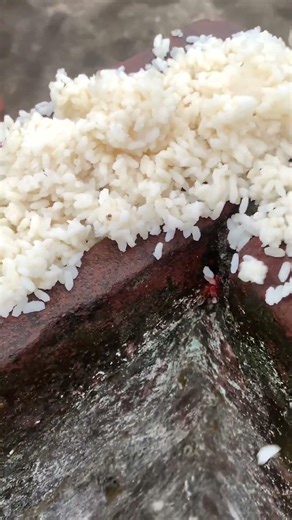 #crow #birds #baba #food #viral #cooking #crow #babafood