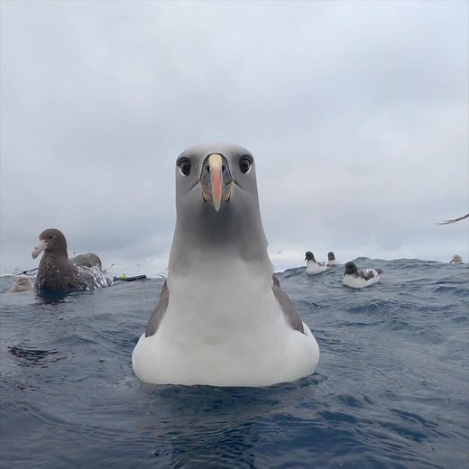 National Geographic | Video by @bertiegregory | A beautiful gray-headed albatross comes over to check us out while we wait for dive-boat pickup near the fin... | Instagram