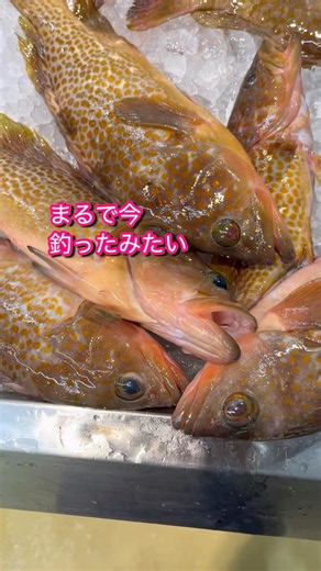 【感動】今釣ってきた？幻の魚あこうが飛び跳ねる🤣【元国際線CAで海賊の末裔が送る最高の人生の見つけ方】 ＃愛媛県 #魚