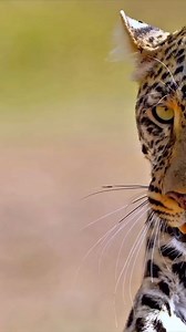 The leopard is a remarkable animal known for its agility and grace,...