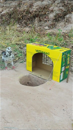 Unique Quick Pigeon Trap Make From Cardboard & Hole #shorts