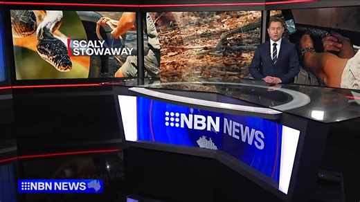 A coastal carpet python has hitched a ride across the Queensland New South Wales border - tagging along on a family's Christmas trip. #NBNNews | NBN Television