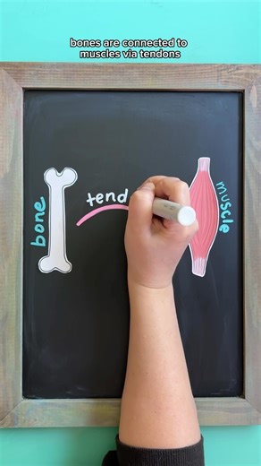 🦴 BONE ANATOMY OVERVIEW Follow @nursewellversed for visual nursing education 🧠 🦴Bone Structure: 🔴Red Marrow: * Found in the spongy bone at the ends of bones * Site of blood cell development, including RBC, WBC, PLT ⭐️ Erythropoietin: A hormone produced by the kidneys that stimulates red marrow to produce RBCs. In kidney failure, low erythropoietin levels can lead to anemia 🟡Yellow Marrow: * Found in long bones, surrounded by red marrow * Site for fat storage 🔗 Connections: Tendons attach b