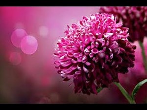 CHECK OUT YOUR BIRTH FLOWER CHART