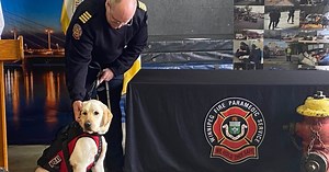 Scooby is the WFPS’s new accelerant detection dog, and is the first of his kind to work in Canada