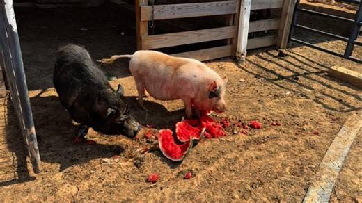 I found Willy and Dixon just calmly hanging out in Dixon’s unlocked stall just now. I figured it was the perfect opportunity for them to have a little bonding time over a watermelon party. 🍉🥳 Nope! Dixon prefers his custom-made “health bowl” because he’s not spoiled at all. 🙄😜 Willy, of course, didn’t get his feelings hurt one bit because that just meant more watermelon for him. 🍉🍉 It’s another win/win at FSFS! 🤪🎉🙌🏻💕 | Frog Song Farm Sanctuary