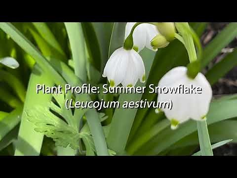 Summer Snowflake Plant Profile