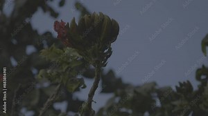 Red Whiskered Bulbul bird perching on African Tulip tree - unedited VLOG