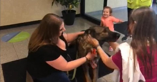 Dog mistakenly flown to Japan reunites with owners