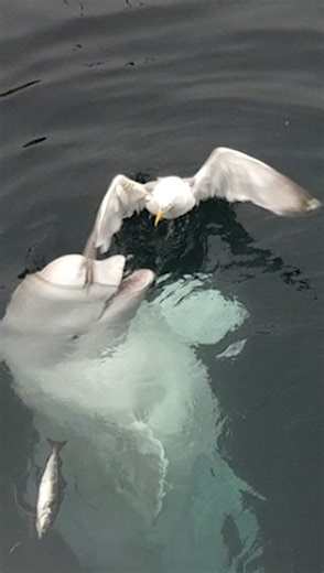 A regular day in the life of a beluga whale 😁 | WTVideo