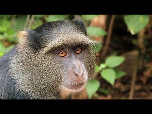 Blue Monkey—What are the odds that they're actually blue?