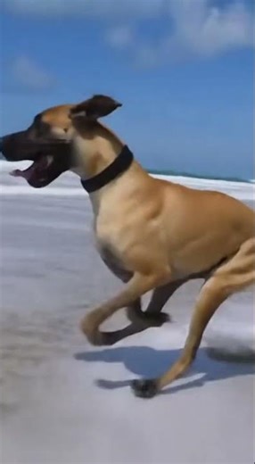 Jumping Over Small Hurdles#shorts #viral #dog