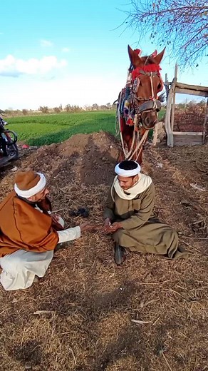 Interaction Between Horse and Person in Rural Setting