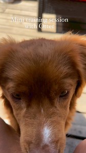 2.6K views · 46 reactions | We’re working on some simple verbal commands with hand signals: sit, paw, watch, wait, touch and stand. I’m using Petkind kibble as his reward. Mental stimulation is a great way to strengthen the bond you have with your dog. Tollers always ace these little sessions. | Daintree Duck Tollers | Facebook