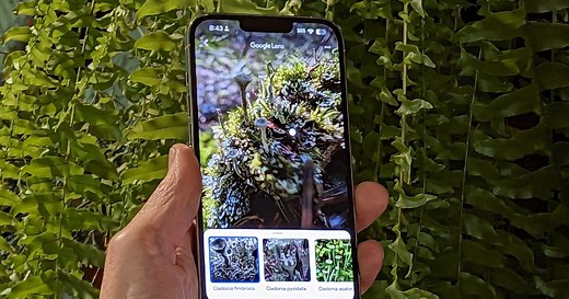 How to Reverse Image Search on iPhone