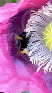 From everyone at the Trust, we would like to wish you a very Hap-bee Christmas and an absolutely buzzing New Year! 🦌🎅🎄🎁 Turn your sound up for buzz pollination, the bumblebee superpower no other insect in the UK has 🔊🐝 This unique ability allows bumblebees to release pollen for over 20,000 species of plant around the world, including garden displays, wildflowers, crops, and allotment favourites 🌼 | Bumblebee Conservation Trust