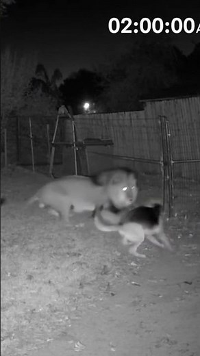 🦁⚠️ CCTV: Lion Attacks Gate — Brave German Shepherd Fights Back! 🐕💥😱