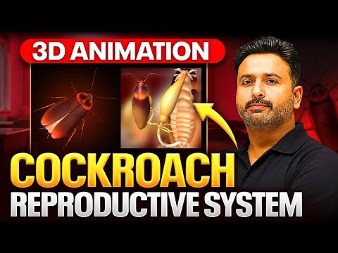 3D Animation of Cockroach Reproductive System | Yakeen NEET 2025 | PhysicsWallah