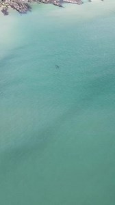 It's basking shark season in Ireland 🦈 So it's no surprise that this big fella was spotted basking in the shimmering waters just off the Dingle Peninsula, County Kerry! #FillYourHeartWithIreland 🎥👏 instagram.com/ambershrestha & instagram.com/davehiggs | Discover Ireland CA