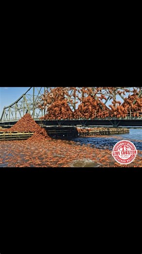 There Is A Hard Shell Lobster Invasion on Popes Island! Visit www.newbedfordseafood.com for more information. 1.25-1.75 lb. Hard Shell... $13.99 / lb. 2-3 lb. Hard Shell... $16.99 / lb. Live Firm Shell Lobster... SOLD OUT (CHECK BACK NEXT WEEK) Lobster Meat Claw-Knuckle-Tail... $64.99 / lb. "Where Fishermen Go For Seafood!" #seafood #fishmanmkt #newbedfordseafood #popesisland #lobsterinvasion lobster lobstah eatlobster fleetfisheries | Fisherman's Market Seafood Outlet