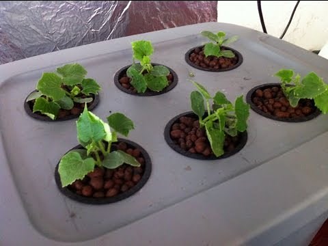 Home made Deep water hydroponic system for $35 Easy