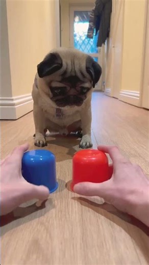 Smart Dog! 😮#pugdog #funny #shorts