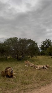 10K views · 125 reactions | Five male lions roaring right next to...