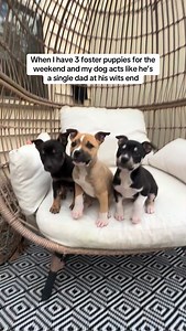 Wallys had enough. ☠️ Like this video?! Follow @wally_the_pit for more adorable and relatable content 🐾 #fosteringsaveslives #fosterpuppy #dogmom #fosterdog #rescuedogs | Wally The Pit