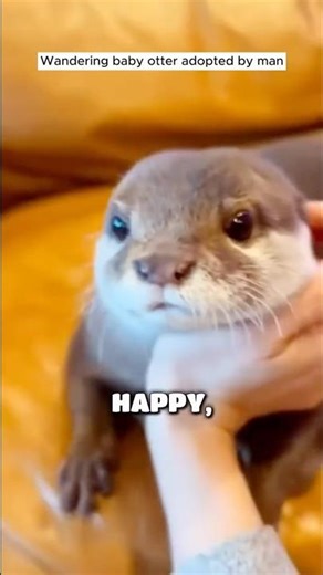 From abandoned to loved — this baby otter’s rescue will melt hearts ❤️ #OtterRescueUSA #ViralShorts