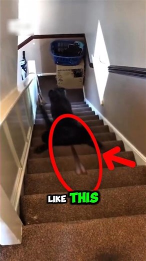 Funny Animals Falling Down Stairs… Until THIS Happened 😭 #shorts #viral #trending