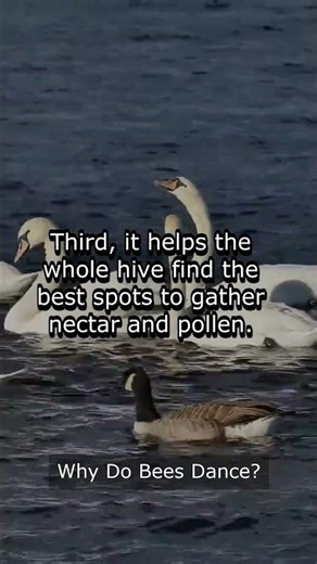 Why Do Bees Dance?