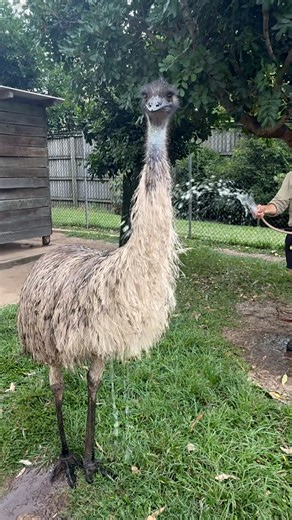 As temperatures continue to soar, keepers used hoses, sprinklers and ‘bloodcicles’ to help keep their residents comfy. | News.com.au