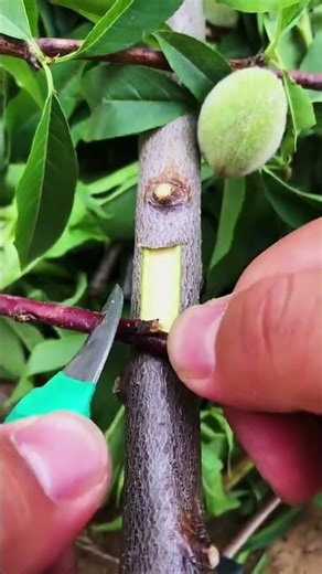 Best method and unique ideas for the grafting of fruit trees #grafting #plants #garden #tree​