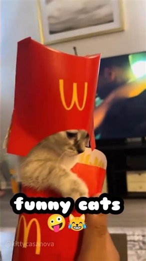 funny cat cartoon box short vidéo drôle de chat joue#short #cat#funny #shortvideo #viralshorts #box