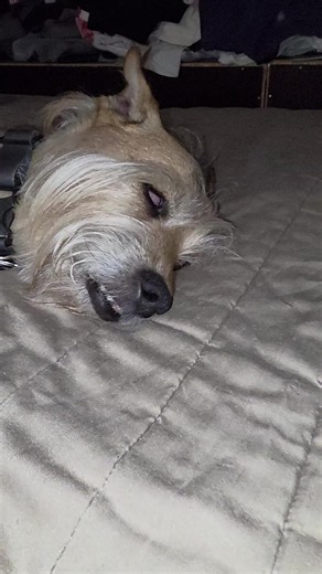Eerie Moments with a Sleeping Dog