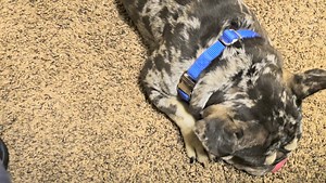 Reigning Cat and Dogs Rescue on Reels | Facebook