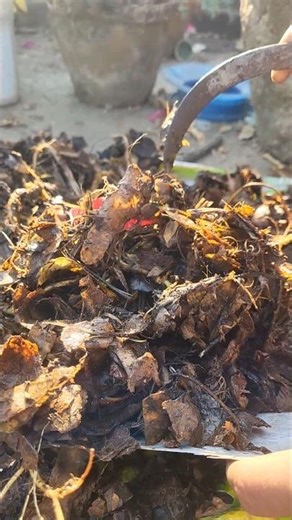 🌱🦜Reuse Waste Kitchen Compost/ Fertilizer #shorts #plantation