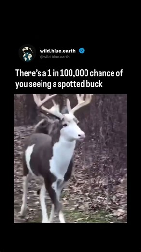 WildBlueEarth on Instagram: "A spotted buck is extremely rare because adult deer normally lose their spots after infancy, so when a buck keeps them, it’s usually due to an uncommon genetic condition like piebaldism or leucism. These conditions affect coat pigmentation and occur in only a tiny fraction of deer populations, often estimated at roughly one in tens of thousands. On top of that, spotted adult bucks are even harder to find because unusual coloring can make them more visible to predator