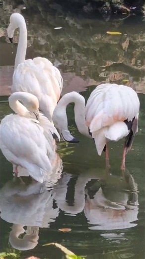 Flamingo Bird Sounds Natural Sound Effect Complement Video #Birdsong #birds #wildlifesounds