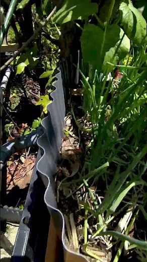 スッポンと野菜を育てる湿地型アクアポニックス