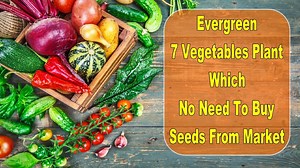 38K views · 1K reactions | Super 7 Vegetables Seeds You Can Find &...