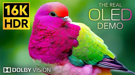 【16K HDR】在16K视频超高清HDR 240fps解锁世界之美–|极致画质|杜比视界|电视屏幕测试|手机屏幕测试 |