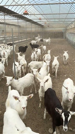 Look at us. #goat #드림목장 #farming