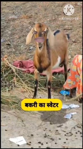 बकरी का स्वेटर #funny #thetharpuns #shilpisaroja #comedy