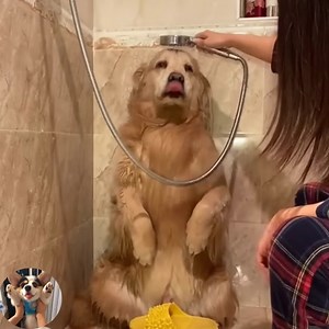 785K views · 35K reactions | The cat is cute but the dog is no less | Baby Daily Life | Facebook