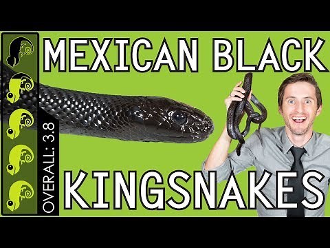 Mexican Black Kingsnake, The Best Pet Snake?