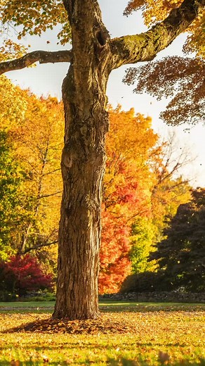 “I like to think of the trees as the stars of the show. They may be on the sides, but they are still holding the space in the strongest, tallest way, like divas.” –JP Photographer: @landinophoto | Janice Parker Landscape Architects
