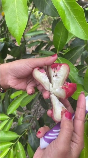 Jambu Air Citra #jambuair